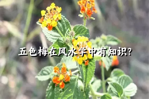 五色梅在风水学中有知识？