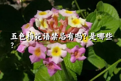 五色梅花语禁忌有吗？是哪些？