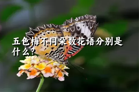 五色梅不同朵数花语分别是什么？