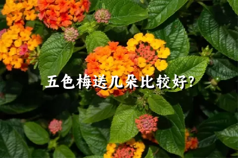 五色梅送几朵比较好？