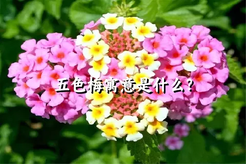 五色梅寓意是什么？