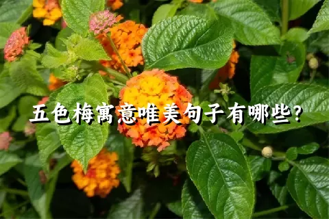 五色梅寓意唯美句子有哪些？