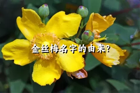 金丝梅名字的由来？