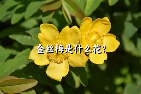 金丝梅是什么花？