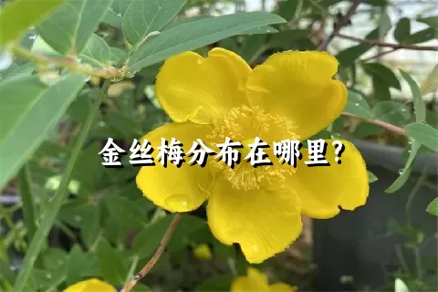 金丝梅分布在哪里?