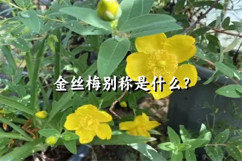 金丝梅别称是什么？