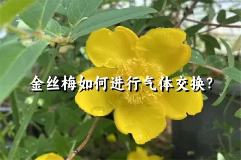 金丝梅如何进行气体交换？