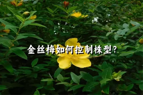 金丝梅如何控制株型？