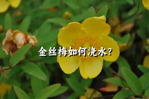 金丝梅如何浇水？