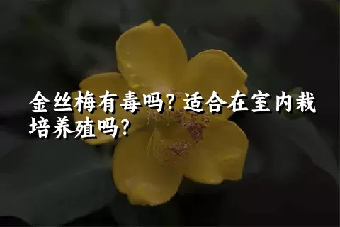 金丝梅有毒吗？适合在室内栽培养殖吗？