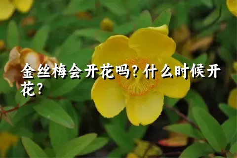 金丝梅会开花吗？什么时候开花？