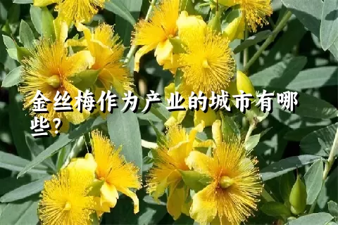 金丝梅作为产业的城市有哪些？