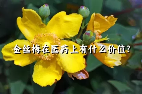 金丝梅在医药上有什么价值？