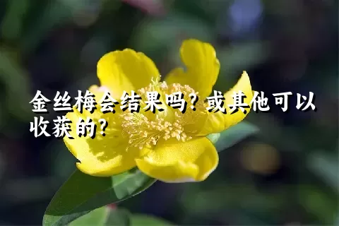 金丝梅会结果吗？或其他可以收获的？