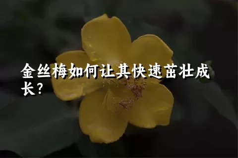 金丝梅如何让其快速茁壮成长？