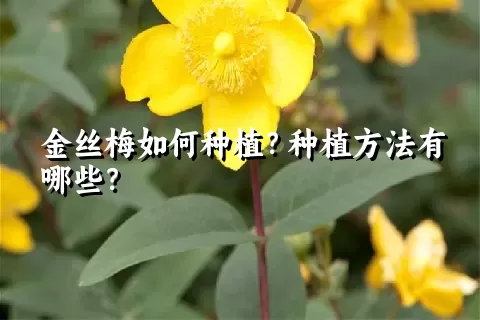 金丝梅如何种植？种植方法有哪些？