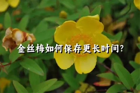 金丝梅如何保存更长时间？