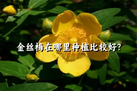 金丝梅在哪里种植比较好？