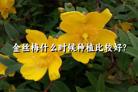 金丝梅什么时候种植比较好？