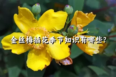 金丝梅插花季节知识有哪些？