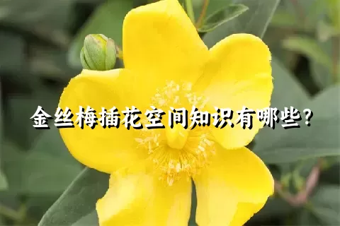 金丝梅插花空间知识有哪些？