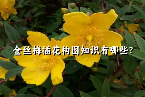 金丝梅插花构图知识有哪些？