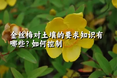 金丝梅对土壤的要求知识有哪些？如何控制