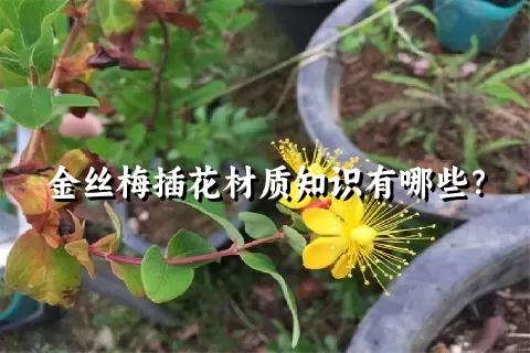 金丝梅插花材质知识有哪些？