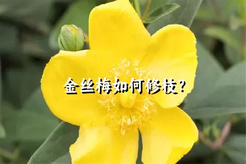 金丝梅如何修枝？