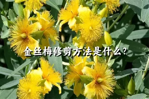 金丝梅修剪方法是什么？