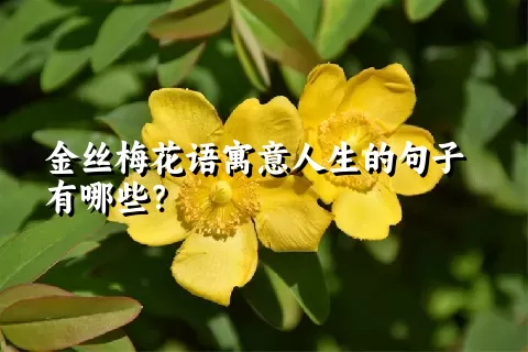 金丝梅花语寓意人生的句子有哪些？