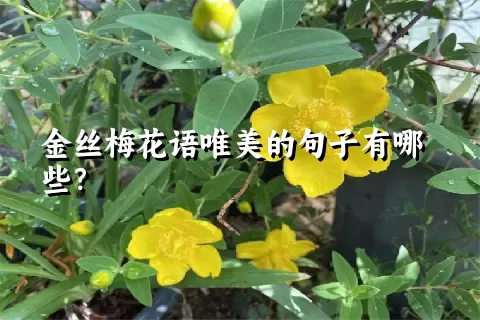 金丝梅花语唯美的句子有哪些？