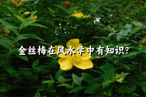 金丝梅在风水学中有知识？