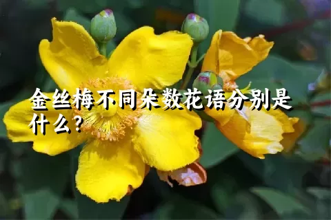 金丝梅不同朵数花语分别是什么？