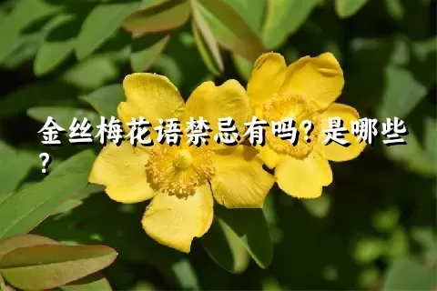 金丝梅花语禁忌有吗？是哪些？