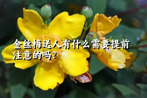 金丝梅送人有什么需要提前注意的吗？