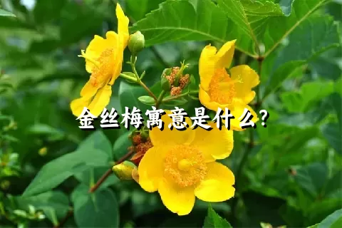 金丝梅寓意是什么？