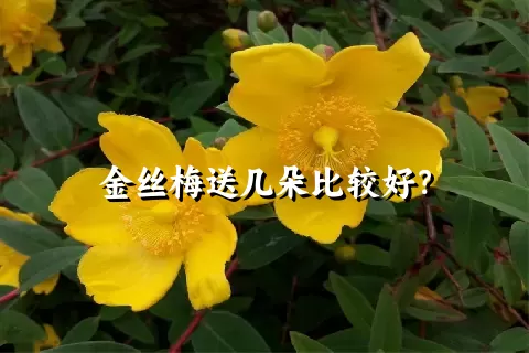 金丝梅送几朵比较好？