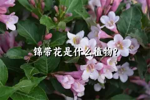 锦带花是什么植物？