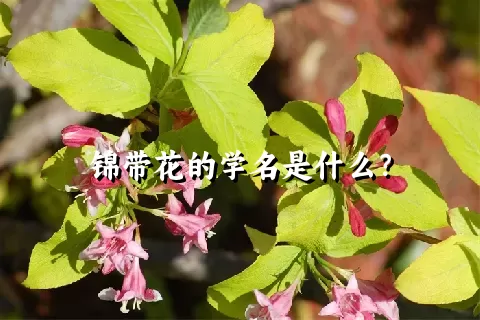 锦带花的学名是什么？