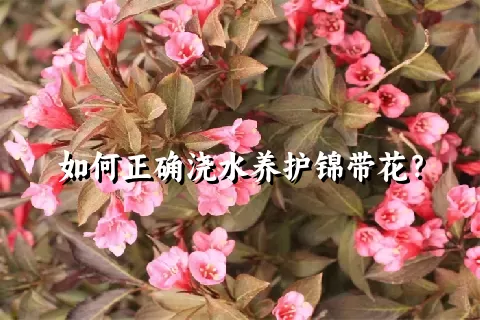 如何正确浇水养护锦带花？