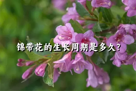 锦带花的生长周期是多久？