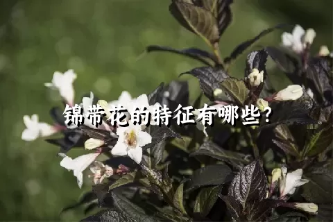 锦带花的特征有哪些？