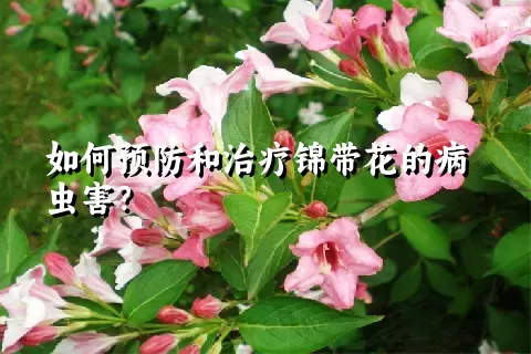 如何预防和治疗锦带花的病虫害？