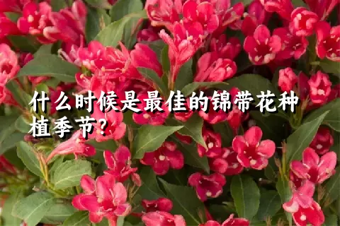 什么时候是最佳的锦带花种植季节？