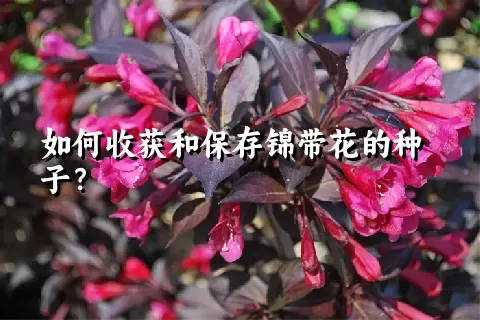 如何收获和保存锦带花的种子？