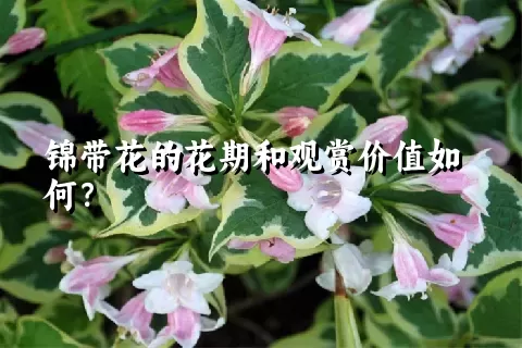 锦带花的花期和观赏价值如何？