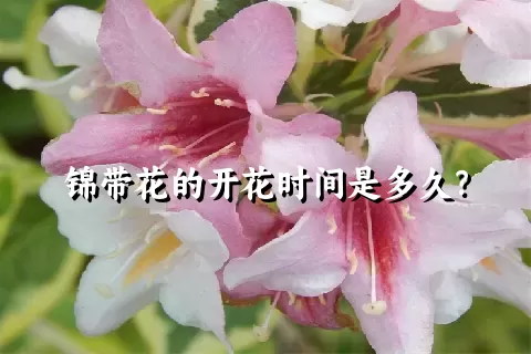 锦带花的开花时间是多久？