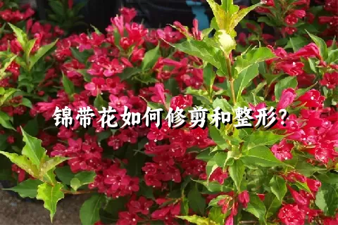 锦带花如何修剪和整形？