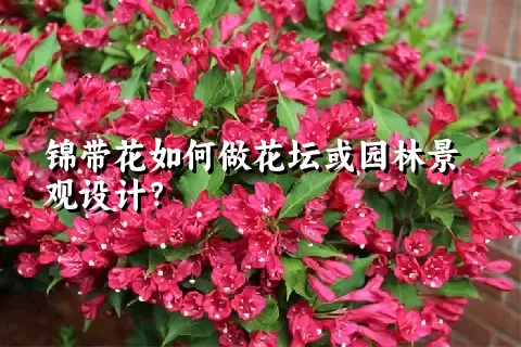 锦带花如何做花坛或园林景观设计？